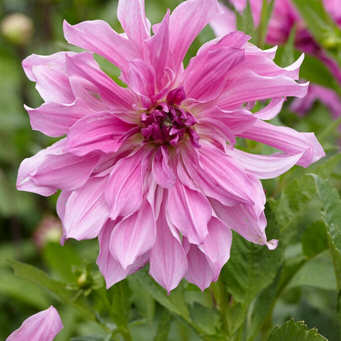 Dahlia Dekorativ Lavender Ruffles 1-pakke